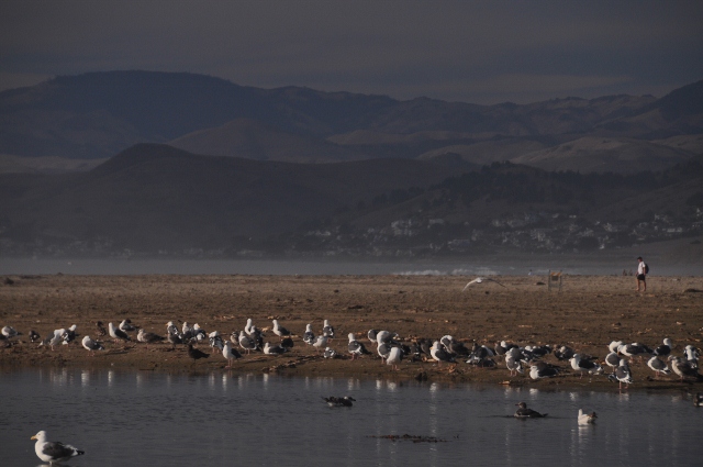 Morro Bay shorebirds